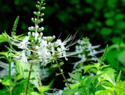 Tanaman Obat Kumis Kucing untuk Mengatasi Diabetes