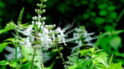 8 Manfaat Tanaman Kumis Kucing untuk Kesehatan