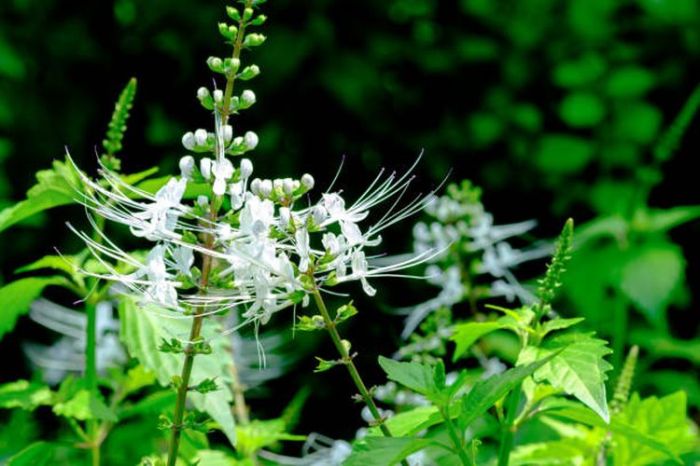 8 Manfaat Tanaman Kumis Kucing untuk Kesehatan