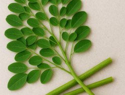 Ramuan Tradisional Daun Kelor untuk Penderita Hipertensi