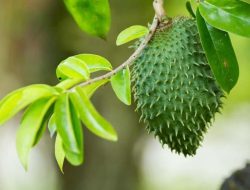 Manfaat Daun Sirsak sebagai Obat Herbal Diabetes