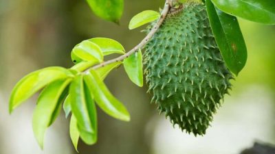 Kenali Manfaat Daun Sirsak untuk Kesehatan Wanita